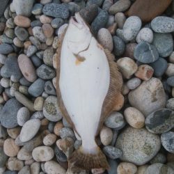 またまた、ヒラメ釣れました！