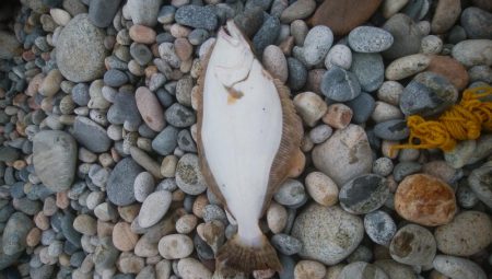 またまた、ヒラメ釣れました！