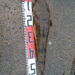 ナイトシーバス→デイマゴチ