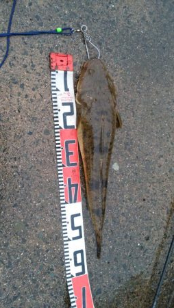 ナイトシーバス→デイマゴチ