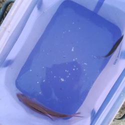 子供とサビキ釣り