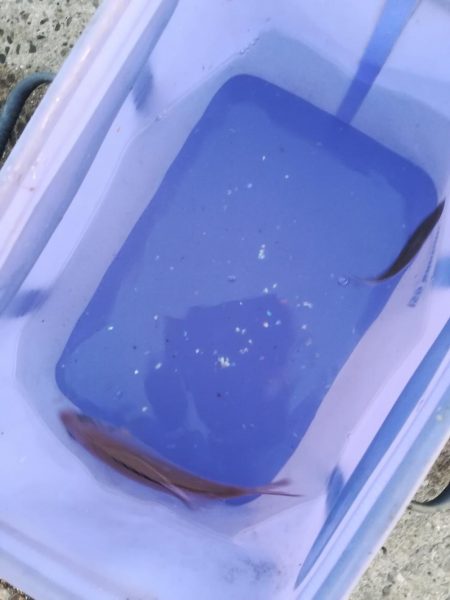 子供とサビキ釣り