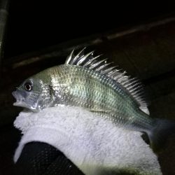 南港フェリーヘチ釣り（本日も小キビレ釣れました、３２ｃｍキビレ）