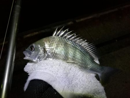 南港フェリーヘチ釣り（本日も小キビレ釣れました、３２ｃｍキビレ）