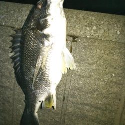 メバリングのつもりですが（汗）