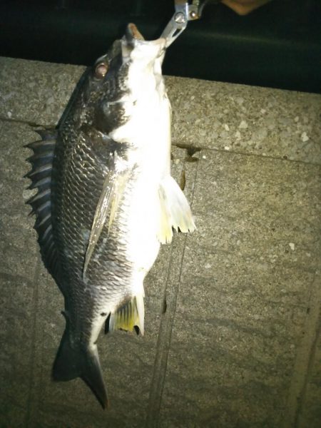 メバリングのつもりですが（汗）