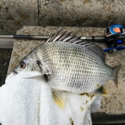 南港フェリーヘチ釣り（久々の朝マズメ行ってみた。）