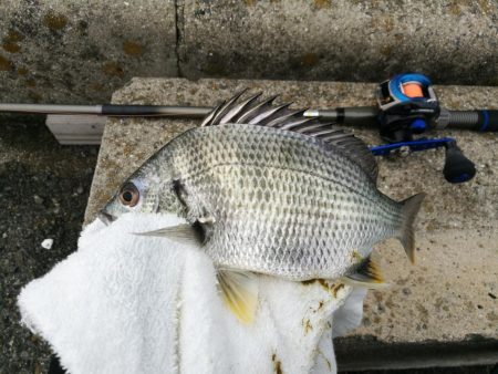 南港フェリーヘチ釣り（久々の朝マズメ行って…