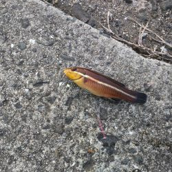 久しぶりの釣行