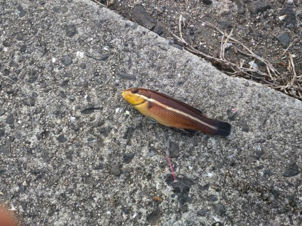 久しぶりの釣行