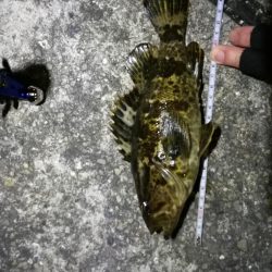 南港フェリーでヘチ釣り（久々の大ガシラ？タケノコ？）