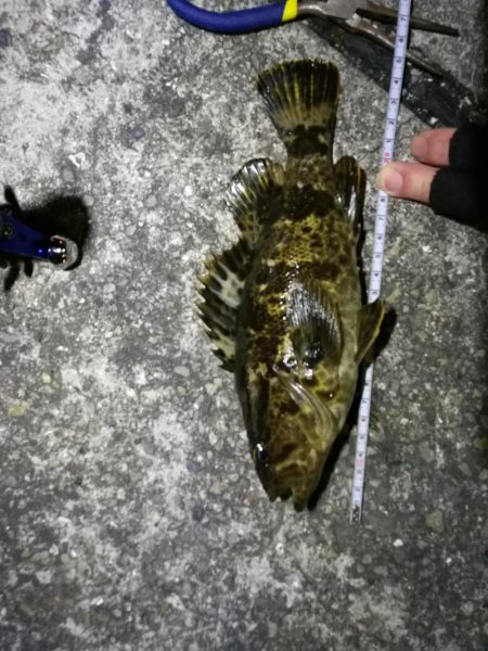 南港フェリーでヘチ釣り（久々の大ガシラ？タ…