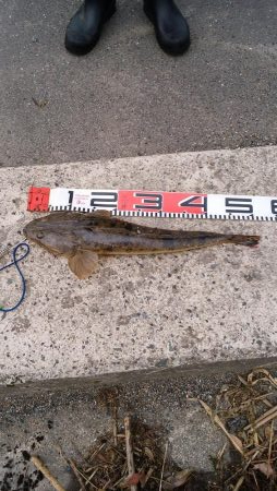 ウェーディング