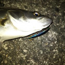 チニング&シーバス