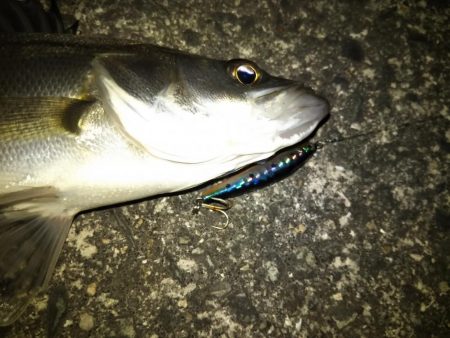 チニング&シーバス