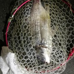 久々のカモメ大橋ヘチ釣り釣行(43cmキビレ他釣果有り!)
