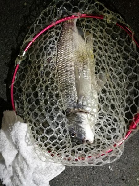 久々のカモメ大橋ヘチ釣り釣行（43ｃｍキビ…