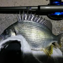 南港フェリーターミナルのヘチ釣り（小キビレ他釣果）