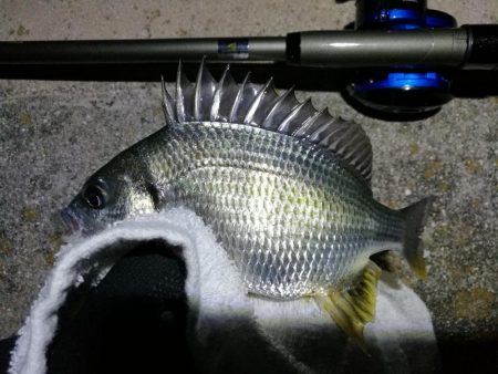 南港フェリーターミナルのヘチ釣り（小キビレ…