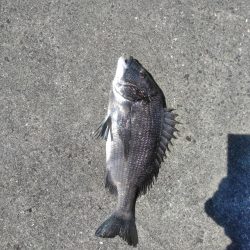 アジ釣れ出す・・グレも・・