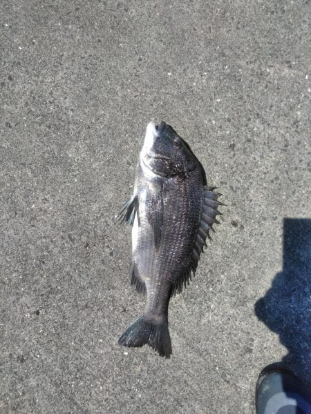 アジ釣れ出す・・グレも・・