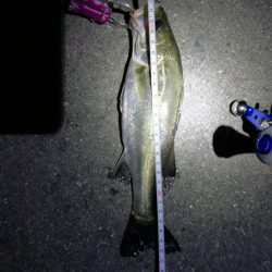 南港カモメ大橋のヘチ釣り(45cmキビレ他釣果アリ!)