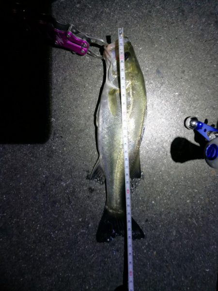 南港カモメ大橋のヘチ釣り(45cmキビレ他釣果アリ!)