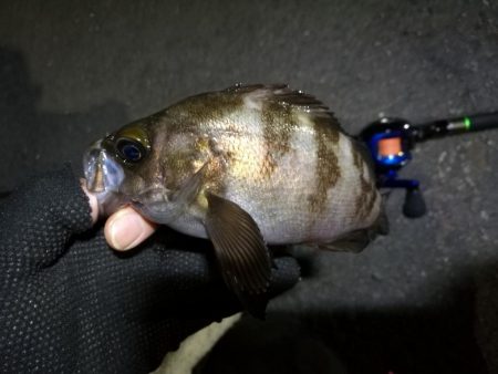 南港カモメ釣行（激渋い日、小キビレのみ＆メ…