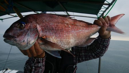 第二美丸　マダイ完全ふかせ
