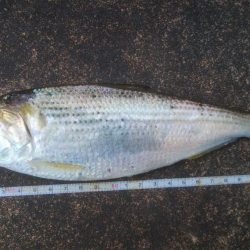 初めてコノシロ釣れました