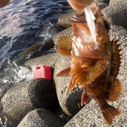 めばる調査のはずが、、