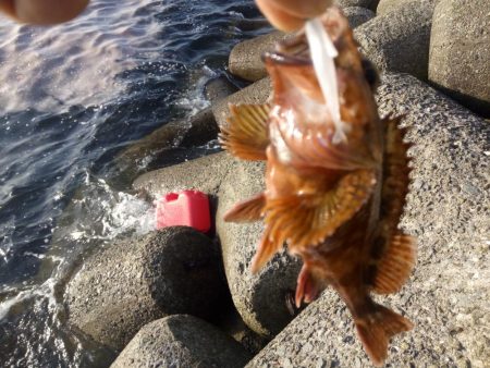 めばる調査のはずが、、