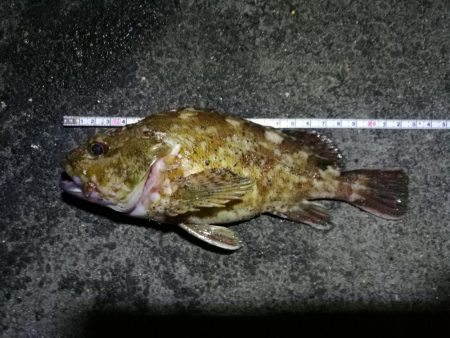 南港フェリーターミナル釣行（真チヌ３０ｃｍ…