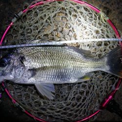 南港カモメ大橋釣行(頭42.5cmキビレチヌ他釣果有り