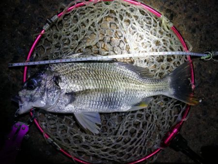 南港カモメ大橋釣行(頭42.5cmキビレチヌ他釣果有り