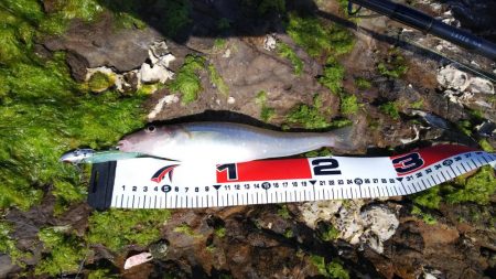 チニング40センチ、キス25センチ