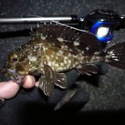 南港フェリーヘチ釣行(良型キビレチヌ(40cm,39cm)ガシラ2匹釣果)