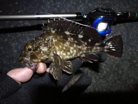 南港フェリーヘチ釣行(良型キビレチヌ(40cm,39cm)ガシラ2匹釣果)