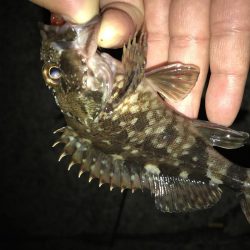 裏切らないガッシーが好き！