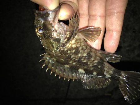 裏切らないガッシーが好き！