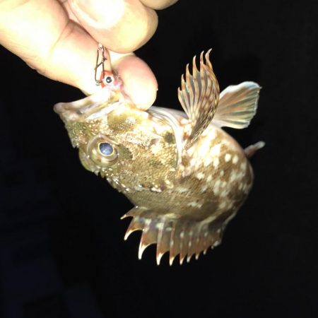 癒やしのガッシー2nd