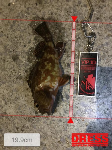 家族サービス後の夜釣り