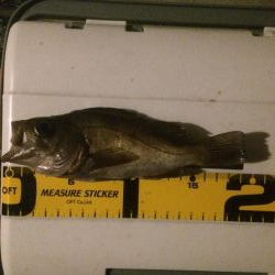 雨の日メバリング