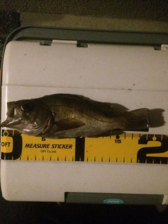 雨の日メバリング