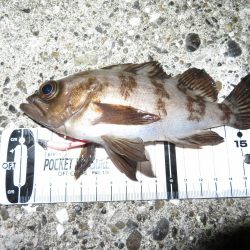 シーバス＆メバル