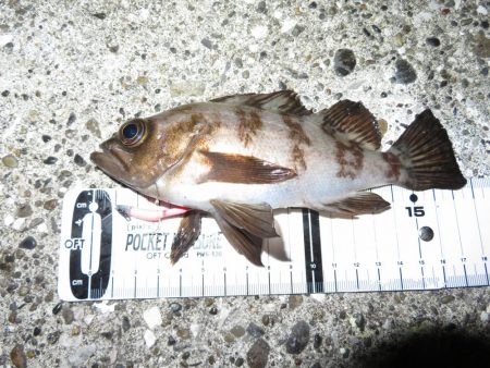 シーバス＆メバル