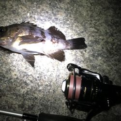 南風爆風メバリング!