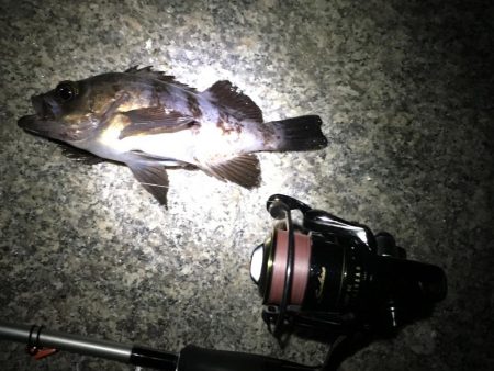 南風爆風メバリング！