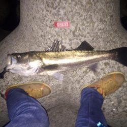 淀川シーバス調査