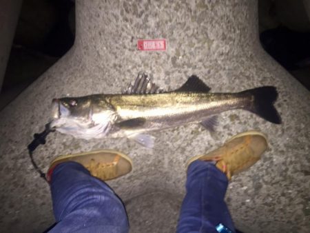 淀川シーバス調査